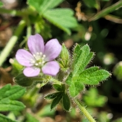 Geranium solanderi var. solanderi at Jindabyne, NSW - 28 Feb 2023