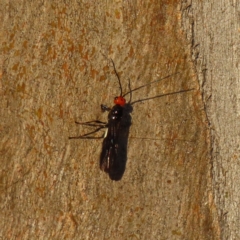 Callibracon sp. (genus) (A White Flank Black Braconid Wasp) at Farrer Ridge - 27 Feb 2023 by MatthewFrawley