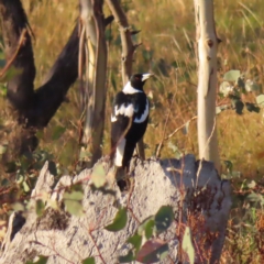 Gymnorhina tibicen (Australian Magpie) at Farrer Ridge - 27 Feb 2023 by MatthewFrawley