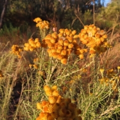 Chrysocephalum semipapposum (Clustered Everlasting) at Farrer Ridge - 27 Feb 2023 by MatthewFrawley