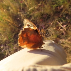 Heteronympha merope at Farrer, ACT - 27 Feb 2023 07:11 PM