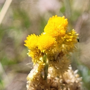 Chrysocephalum apiculatum at Jindabyne, NSW - 28 Feb 2023