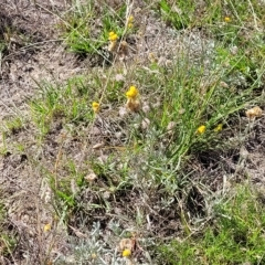 Chrysocephalum apiculatum at Jindabyne, NSW - 28 Feb 2023