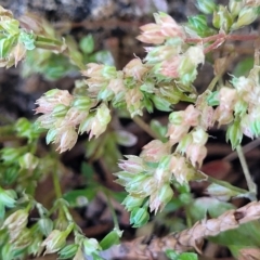 Polycarpon tetraphyllum (Four-leaf Allseed) at Jindabyne, NSW - 27 Feb 2023 by trevorpreston