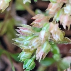 Polycarpon tetraphyllum at Jindabyne, NSW - 28 Feb 2023