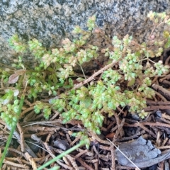 Polycarpon tetraphyllum at Jindabyne, NSW - 28 Feb 2023