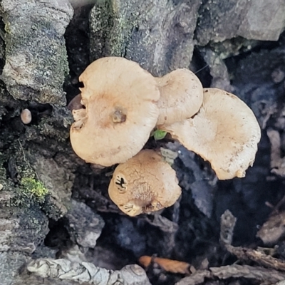 Unverified Cap on a stem; gills below cap [mushrooms or mushroom-like] at Jindabyne, NSW - 28 Feb 2023 by trevorpreston