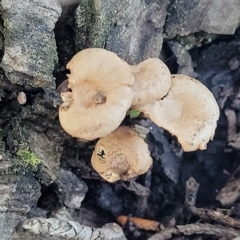 Unidentified Cap on a stem; gills below cap [mushrooms or mushroom-like] (TBC) at Jindabyne, NSW - 27 Feb 2023 by trevorpreston