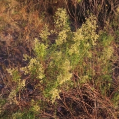 Cassinia quinquefaria (Rosemary Cassinia) at Farrer, ACT - 27 Feb 2023 by MatthewFrawley