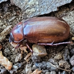 Melolonthinae sp. (subfamily) (Cockchafer) at Jindabyne, NSW - 28 Feb 2023 by trevorpreston