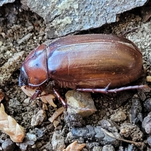 Melolonthinae sp. (subfamily) at Jindabyne, NSW - 28 Feb 2023