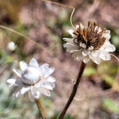 Ammobium alatum (Winged Everlasting) at Jindabyne, NSW - 27 Feb 2023 by trevorpreston