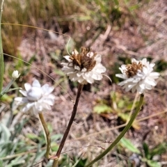 Ammobium alatum at Jindabyne, NSW - 28 Feb 2023 10:03 AM