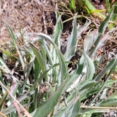 Ammobium alatum at Jindabyne, NSW - 28 Feb 2023 10:03 AM