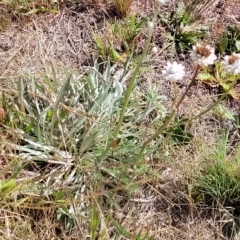 Ammobium alatum at Jindabyne, NSW - 28 Feb 2023