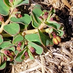 Euphorbia dallachyana (Mat Spurge, Caustic Weed) at Jindabyne, NSW - 27 Feb 2023 by trevorpreston