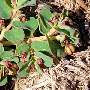 Euphorbia dallachyana at Jindabyne, NSW - 28 Feb 2023