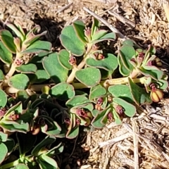 Euphorbia dallachyana at Jindabyne, NSW - 28 Feb 2023