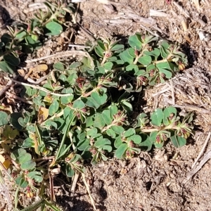 Euphorbia dallachyana at Jindabyne, NSW - 28 Feb 2023