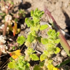 Dysphania pumilio (Small Crumbweed) at Jindabyne, NSW - 27 Feb 2023 by trevorpreston