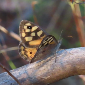 Geitoneura klugii at Farrer, ACT - 27 Feb 2023 07:19 PM