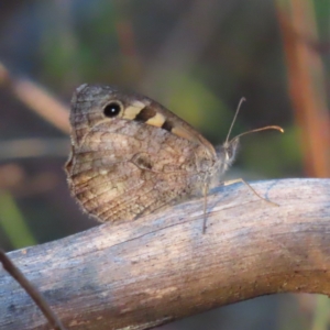 Geitoneura klugii at Farrer, ACT - 27 Feb 2023 07:19 PM