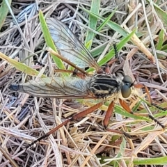 Zosteria sp. (genus) (Common brown robber fly) at Jindabyne, NSW - 27 Feb 2023 by trevorpreston