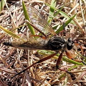 Zosteria sp. (genus) at Jindabyne, NSW - 28 Feb 2023 09:54 AM