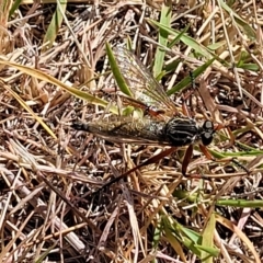 Zosteria sp. (genus) at Jindabyne, NSW - 28 Feb 2023 09:54 AM