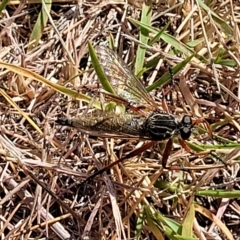 Zosteria sp. (genus) at Jindabyne, NSW - 28 Feb 2023 09:54 AM