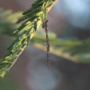 Austrolestes leda at Farrer, ACT - 27 Feb 2023