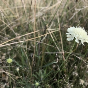 Scabiosa atropurpurea at Numeralla, NSW - 27 Feb 2023 02:35 PM