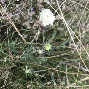 Scabiosa atropurpurea at Numeralla, NSW - 27 Feb 2023 02:35 PM