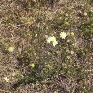 Scabiosa atropurpurea at Numeralla, NSW - 27 Feb 2023 02:35 PM