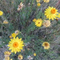 Xerochrysum viscosum (Sticky Everlasting) at Undefined Area - 27 Feb 2023 by MatthewFrawley