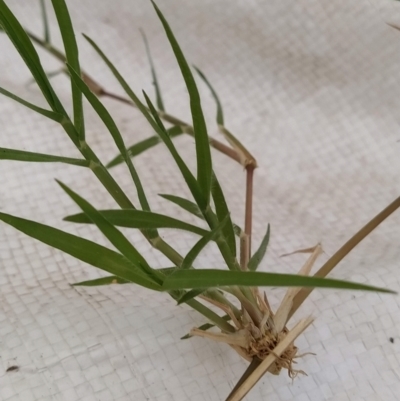 Cynodon dactylon (Couch Grass) at Fadden, ACT - 27 Feb 2023 by KumikoCallaway