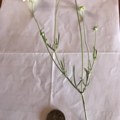 Scabiosa atropurpurea (Pincushion Plant) at Numeralla, NSW - 28 Feb 2023 by brunonia