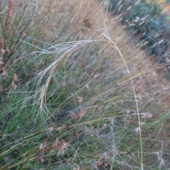 Anthosachne scabra (Common Wheat-grass) at Farrer Ridge - 27 Feb 2023 by MatthewFrawley
