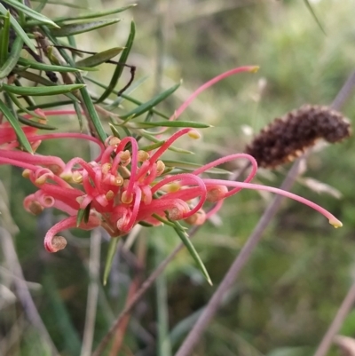 Grevillea juniperina (Grevillea) at Fadden, ACT - 27 Feb 2023 by KumikoCallaway