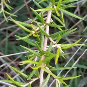 Grevillea juniperina at Fadden, ACT - 27 Feb 2023