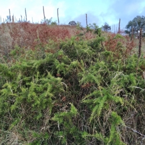 Grevillea juniperina at Fadden, ACT - 27 Feb 2023