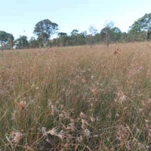 Themeda triandra at Wanniassa, ACT - 27 Feb 2023 07:34 PM