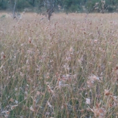 Themeda triandra at Wanniassa, ACT - 27 Feb 2023 07:34 PM