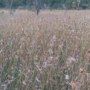 Themeda triandra at Wanniassa, ACT - 27 Feb 2023 07:34 PM