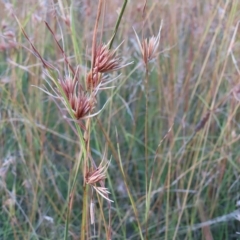 Themeda triandra at Wanniassa, ACT - 27 Feb 2023 07:34 PM