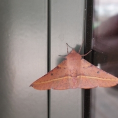 Oenochroma vinaria at Burrumbuttock, NSW - 28 Feb 2023 01:04 PM