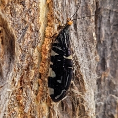 Porismus strigatus at Jindabyne, NSW - 28 Feb 2023