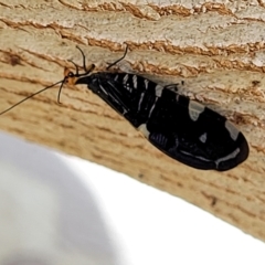 Porismus strigatus at Jindabyne, NSW - 28 Feb 2023