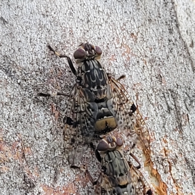 Euprosopia sp. (genus) (Signal fly) at Jindabyne, NSW - 28 Feb 2023 by trevorpreston