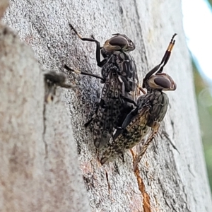 Euprosopia sp. (genus) at Jindabyne, NSW - 28 Feb 2023